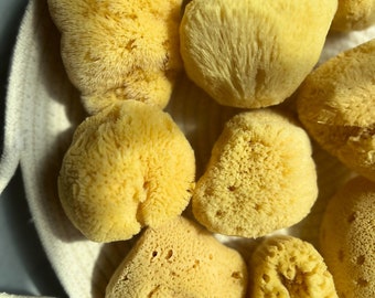 May include: A collection of natural sea sponges in a white woven basket. The sponges are various shapes and sizes, and are a pale yellow color.