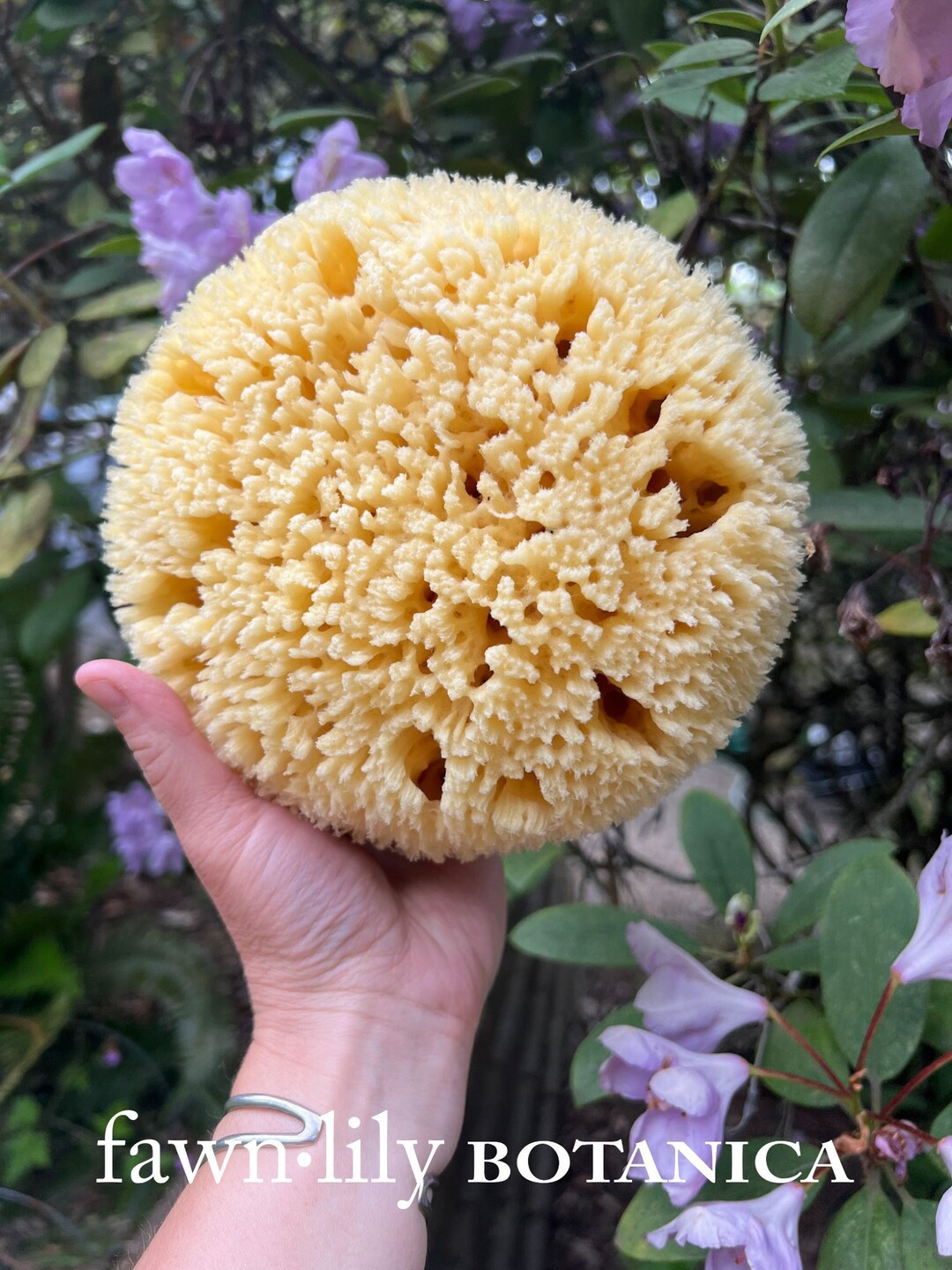 Premium Bath Sea Sponges {gulf of Mexico} - Natural, Sustainable ...