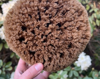Unbleached "Chocolate" Premium Bath Sea Sponges - Natural, Sustainable, exfoliation, bath body, eco friendly, renewable, plastic free, whole