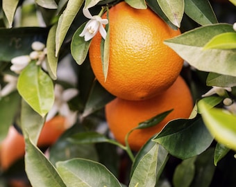 Organic Neroli (Orange Blossom) Hydrosol - Preservative-free flower water to tone, refresh all skin types, gentle natural pure skin cleanser