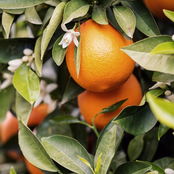 Orange Blossom Flower Water Etsy