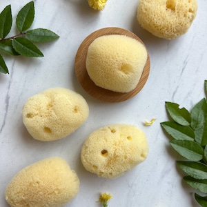 Puede incluir: Cinco esponjas naturales de luffa sobre un fondo blanco. Las esponjas son de color amarillo claro y tienen una superficie texturizada. Algunas de las esponjas están sobre un plato de madera.