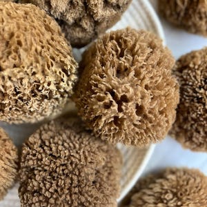 Unbleached &quot;Chocolate&quot; Sustainable Bath Sea Sponges - natural gentle body exfoliation, bathing, sustainable, eco friendly, renewable, cut