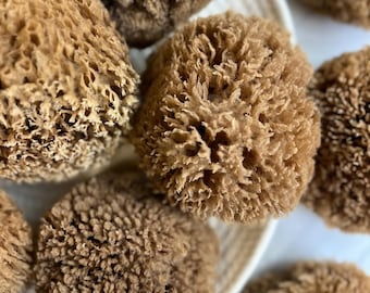 Unbleached "Chocolate" Sustainable Bath Sea Sponges - natural gentle body exfoliation, bathing, sustainable, eco friendly, renewable, cut
