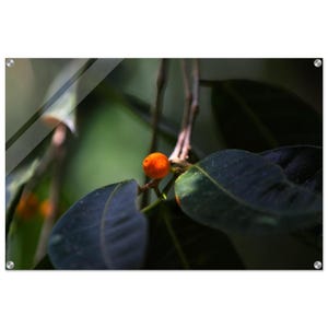 Puede incluir: Primer plano de una vibrante fruta naranja, posiblemente un higo, entre hojas verdes oscuras. Las hojas tienen una textura suave y están parcialmente iluminadas, creando un juego de luces y sombras. El fondo es un verde suave y borroso.