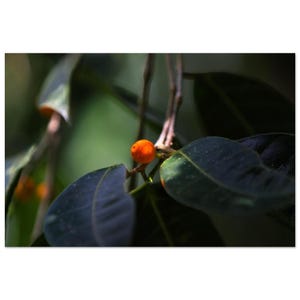 Puede incluir: Primer plano de una rama de planta con hojas verdes oscuras y una pequeña fruta naranja. Las hojas tienen una textura suave, y la fruta es de color brillante. La iluminación resalta los detalles de la planta.
