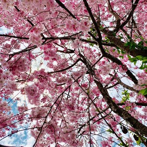 Cherry Blossom Tree