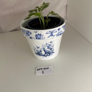 May include: A small potted plant in a white ceramic pot with blue floral designs and a blue rim. The pot contains a smaller black pot with a green and white plant. A small white label with the text "OPTION 1" is in front of the pot.