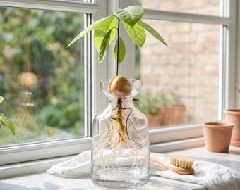 Glass Avocado Seed Vase, Water Propagation Planter, Desktop Decor, Gardening Gift