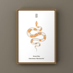 May include: A framed wall art print featuring a white and orange patterned Burmese Python illustration centred on a white background. Above the snake is a small black square icon. Below the snake, the text reads Burmese Python Python bivittatus Albino Green Pied.