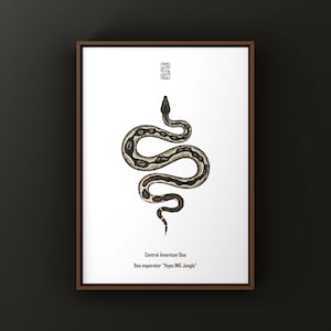 Hypo IMG Jungle Colombian Red Tail Boa Art Print (Boa imperator), Brightened Morph Boa Illustration Featuring High Luminosity