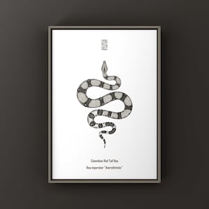 May include: A framed print featuring a black and white illustration of a snake with a patterned body. Above the snake is a small square symbol. Below the snake, the text reads: Colombian Red Tail Boa and Boa imperator "Anerythristic".