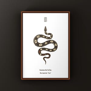 Inca Colombian Red Tail Boa Print, Boa Imperator Illustration, Biological Wall Art