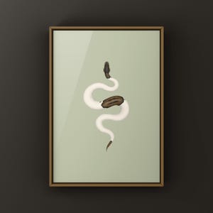 Cinnamon Pied Ball Python Python regius art print by The Morph Archive, piebald snake artwork by Mingo X.