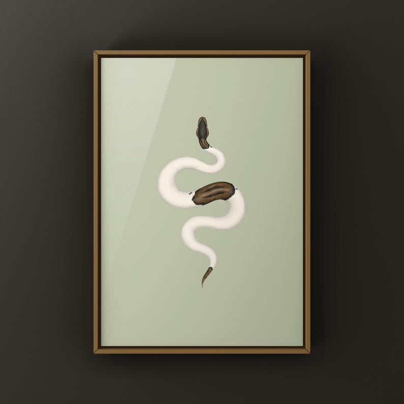 Cinnamon Pied Ball Python Python regius art print by The Morph Archive, piebald snake artwork by Mingo X.