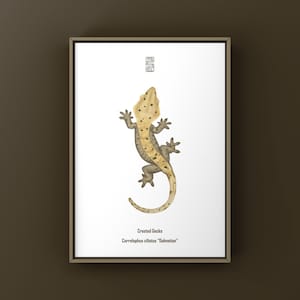 Puede incluir: Una impresión enmarcada con una ilustración en acuarela de un gecko crestado, también conocido como Correlophus ciliatus "Dalmatian". El gecko está representado en tonos beige, marrón y negro sobre un fondo blanco. La impresión incluye el nombre del gecko.