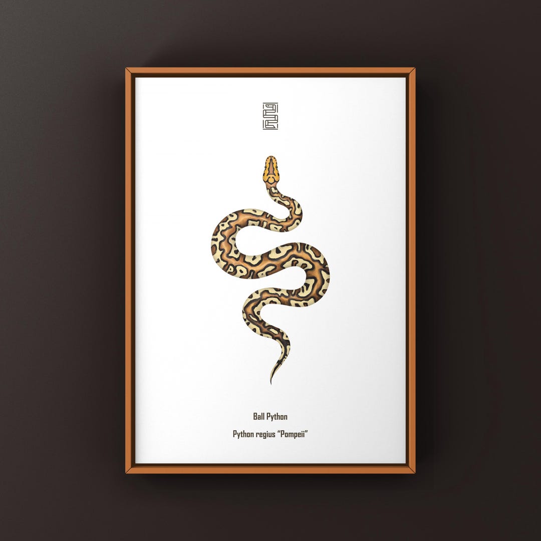 Pompeii Python Pompeii Ball Python Art Print, Python Regius, High-contrast Designer ...