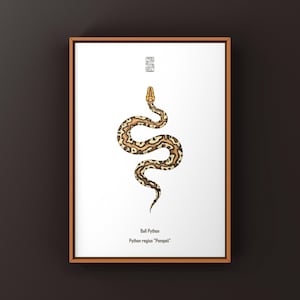Pompeii Ball Python Art Print, Python regius, High-Contrast Designer Python Illustration Featuring Fiery Patterning