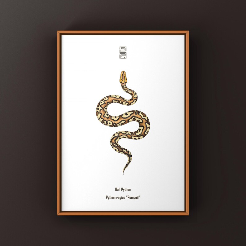Pompeii Ball Python Python regius art print by The Morph Archive, detailed ball python morph artwork.