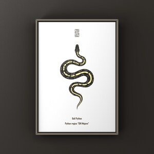 May include: A framed art print showing a stylized illustration of a Ball Python, Python regius "GHI Mojave". The snake is depicted in black and yellow, with a minimalist design. The print is set against a white background.