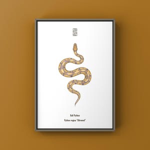 May include: A framed art print displaying a stylized illustration of a Ball Python. The snake is rendered in yellow and purple hues on a white backdrop. The print includes the text "Ball Python" and "Python regius 'Ultramel'" in black.