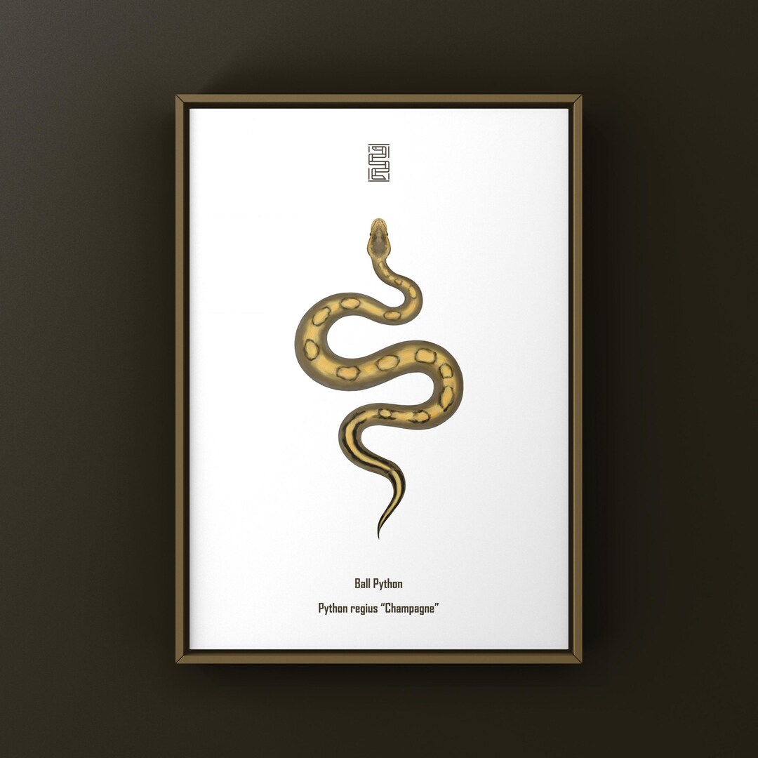 Champagne Ball Python (python Regius) Art Print, Multi-gene Designer ...