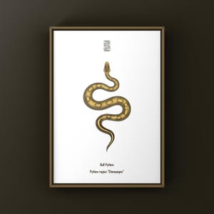 Könnte beinhalten: Gerahmter Druck mit einer detaillierten Illustration einer Königspython, Python regius "Champagne". Die Schlange ist in Gold- und Brauntönen vor einem weißen Hintergrund dargestellt. Der Druck enthält den Namen und die Art der Schlange.