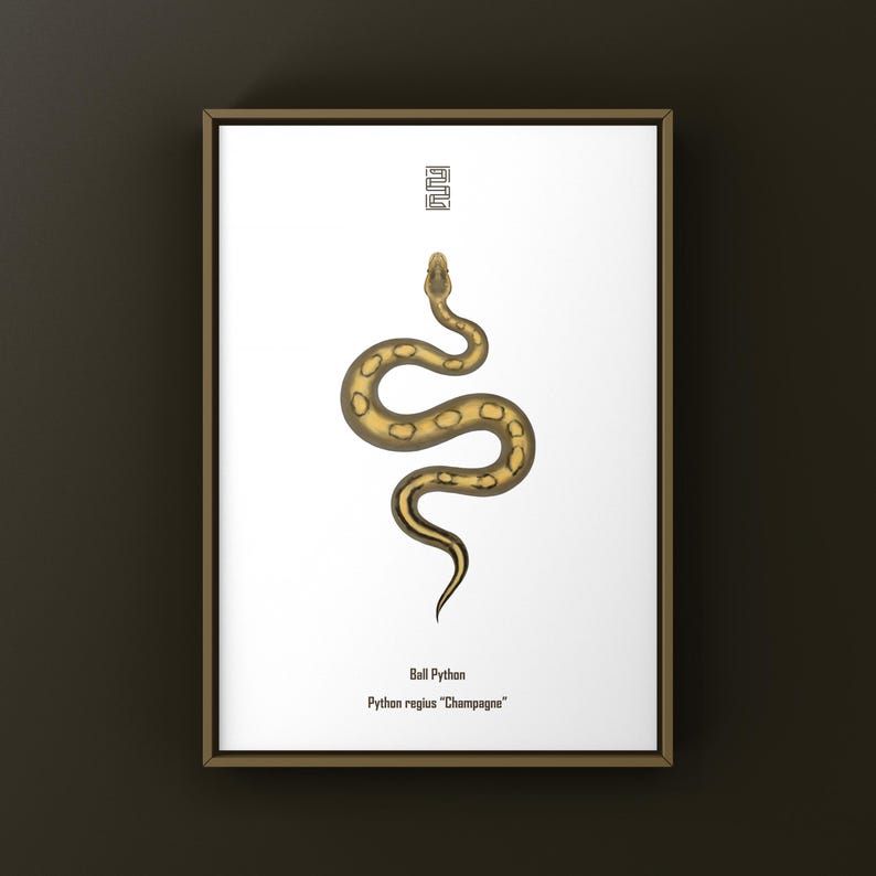 Champagne Ball Python Python regius art print by The Morph Archive, ball python morph illustration by Mingo X.