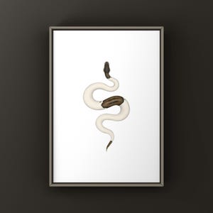 Cinnamon Pied Ball Python Python regius art print by The Morph Archive, piebald snake artwork by Mingo X.