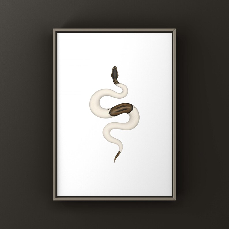 Cinnamon Pied Ball Python Python regius art print by The Morph Archive, piebald snake artwork by Mingo X.