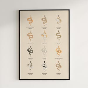 Ball Python poster series 2 Python regius advanced morph collection art print by The Morph Archive, designer snake artwork by Mingo X.