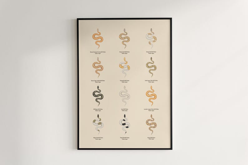 Ball Python poster series 2 Python regius advanced morph collection art print by The Morph Archive, designer snake artwork by Mingo X.