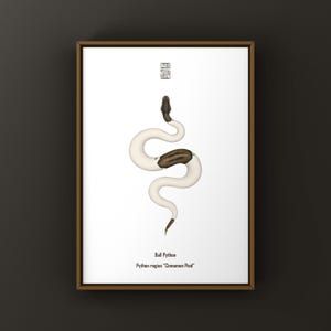 Zimtscheckige Königspython (Python regius) Kunstdruck, Biologische Illustration, Wanddekoration