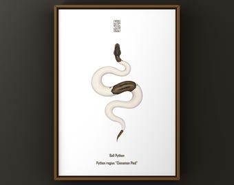 Lámina artística de pitón bola canela (Python regius), ilustración biológica, decoración de pared con forma de serpiente.