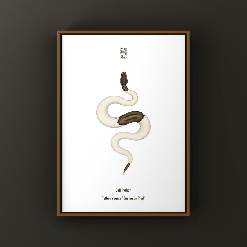 Cinnamon Pied Ball Python Python regius art print by The Morph Archive, piebald snake artwork by Mingo X.