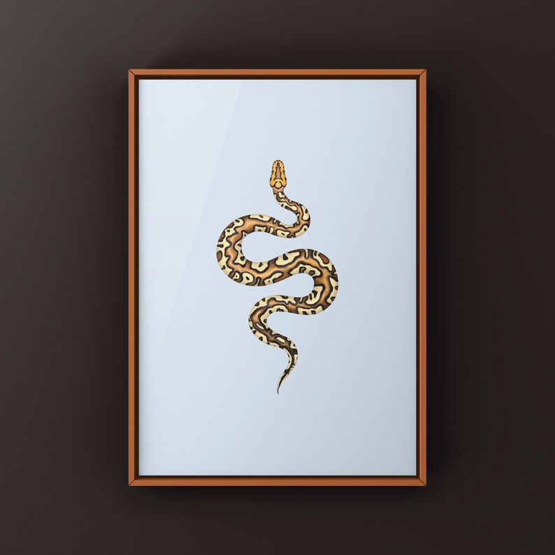 Pompeii Ball Python Python regius art print by The Morph Archive, detailed ball python morph artwork.