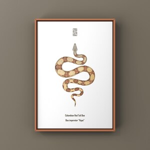 Może przedstawiać: Oprawiony wydruk z akwarelową ilustracją węża Boa czerwonogłowego kolumbijskiego. Wąż jest brązowy i beżowy z kremowym brzuchem. Wydruk zawiera nazwę naukową i ozdobny symbol.