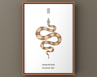 Lámina artística de boa de cola roja colombiana hipomelanística (Boa imperator), ilustración biológica, decoración de pared con forma de serpiente.