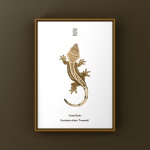 Impression d'art Creamsicle gecko à crête, illustration biologique, décoration murale serpent
