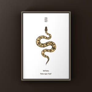 Enchi Ball Python Art Print, Biological Illustration, Snake Wall Decor