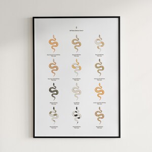 Poster Python boule série 2, oeuvre d'art murale reptile, carte d'identification de 12 formes, décoration de reptile exotique, par les archives de la morphologie