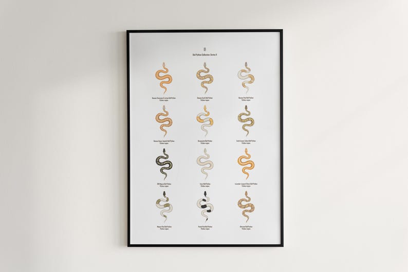 Ball Python poster series 2 Python regius advanced morph collection art print by The Morph Archive, designer snake artwork by Mingo X.