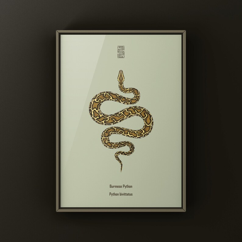Burmese Python Python bivittatus art print by The Morph Archive, large snake artwork by Mingo X.