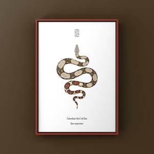 Op de afbeelding: Een ingelijste print met een aquarel illustratie van een Colombiaanse Roodstaartboa slang. De slang is bruin, beige en rood, tegen een witte achtergrond. De tekst "Colombian Red Tail Boa Boa imperator" staat eronder.