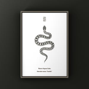 Axanthic Western Hognose Snake Art Print (Heterodon nasicus), Snake Illustration Featuring Clean Minimal Biological Art