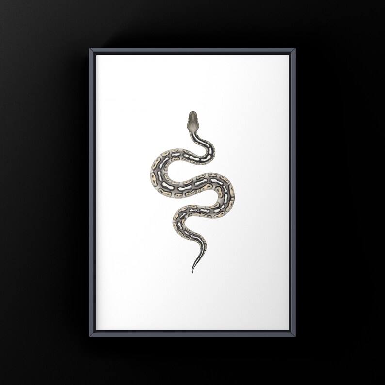 Pewter Ball Python Python regius art print by The Morph Archive, snake morph artwork by Mingo X.