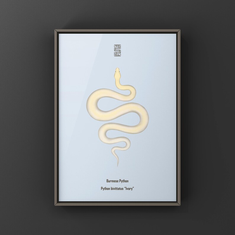 Ivory Burmese Python Python bivittatus art print by The Morph Archive, soft ivory-toned python artwork.