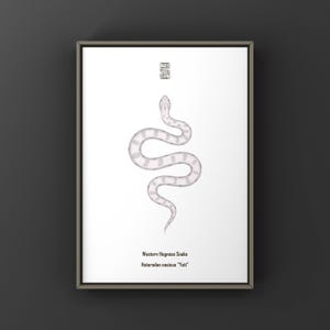 May include: A framed print featuring a white and light grey Western Hognose snake illustration centred on a white background. Above the snake is a small black geometric symbol. Below the snake, the text reads Western Hognose Snake Heterodon nasicus Yeti.