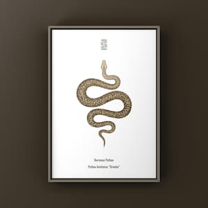 Granite Burmese Python Art Print (Python bivittatus), Pale Morph Python Illustration Featuring Clean Minimal Tonal Expression