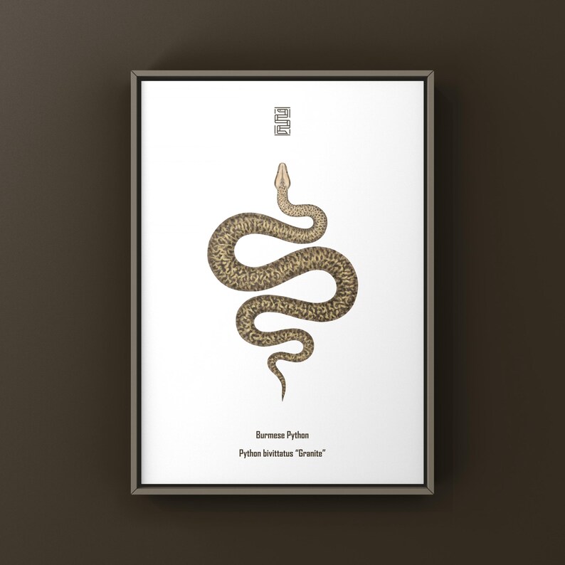 Granite Burmese Python Python bivittatus art print by The Morph Archive, python illustration by Mingo X.